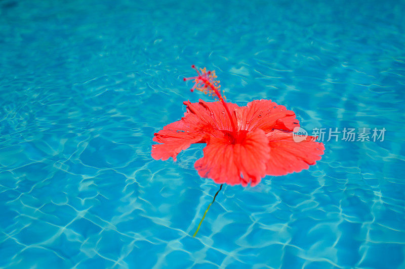 《Rea Flower Floating On Water》《Rea Flower Floating On Water》